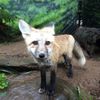 Escaped Fox Still On The Loose On Staten Island